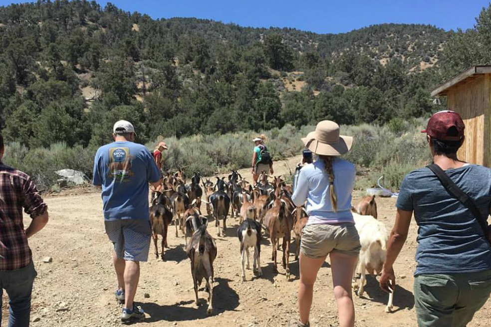El nuevo negocio que se inventaron en Estados Unidos: cobrar por pasear cabras