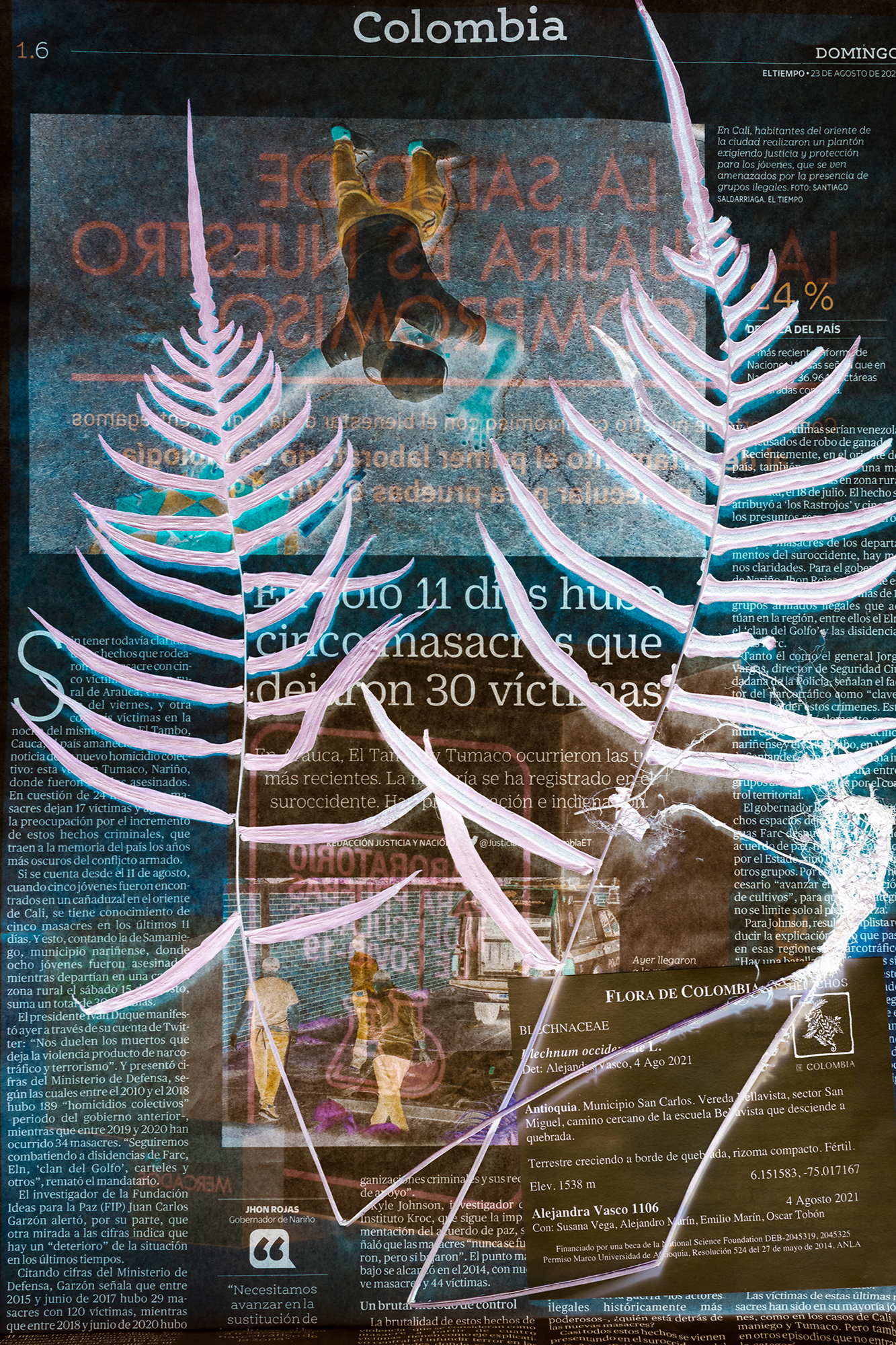 Blechnum occidentale, Thirty Victims in Eleven Days  | Treinta Víctimas en Once Días (2023)