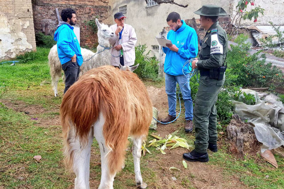 Por presunto maltrato animal, rescatan a cuatro llamas usadas con fines turísticos en Bogotá