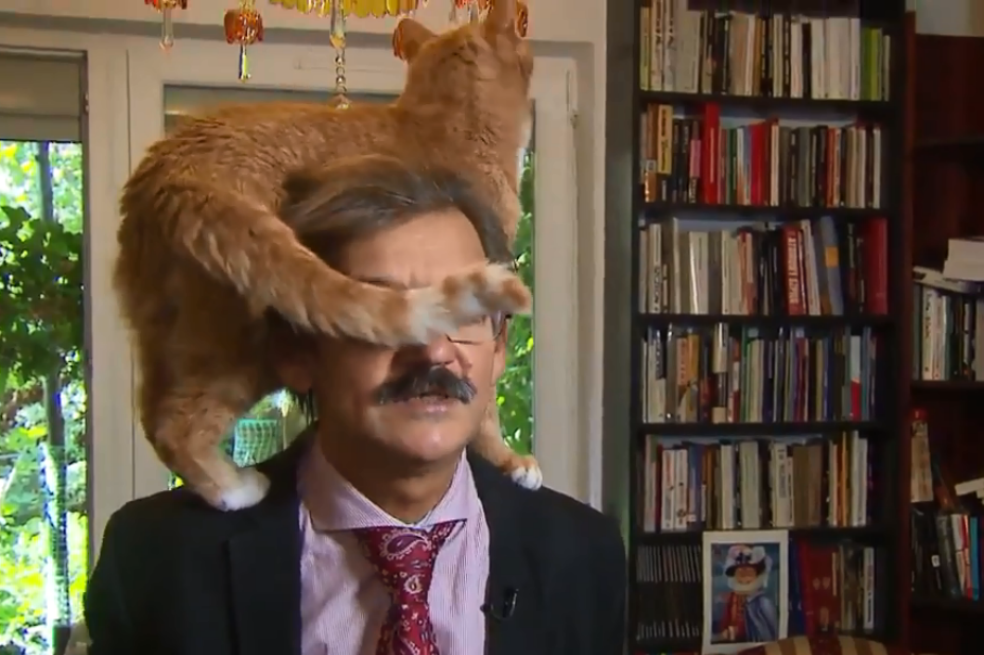 Académico fue interrumpido por su gato en plena entrevista