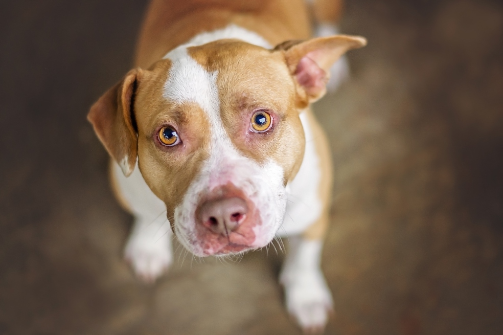 ¿Cómo cambiar la mala imagen de los Pitbull?
