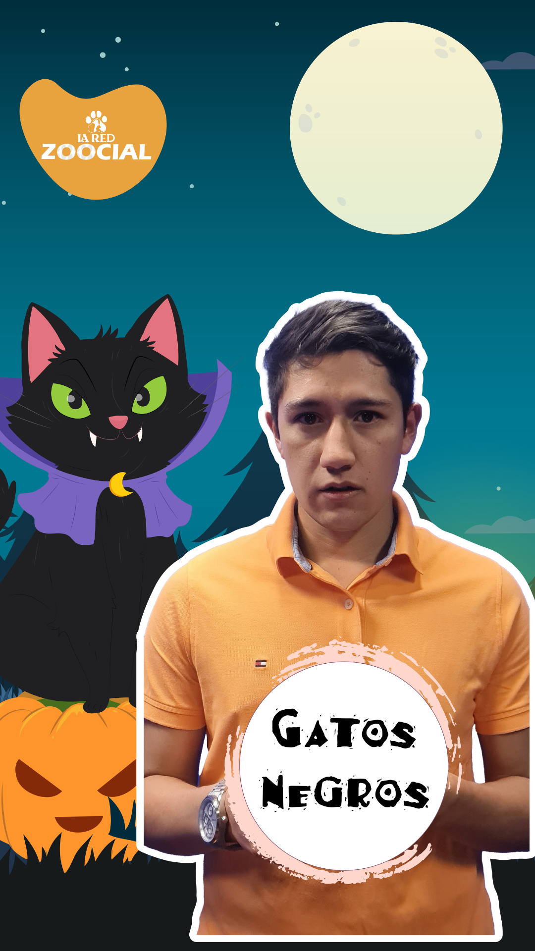 Sagrados o temidos: en octubre se avivan los mitos sobre los gatos negros