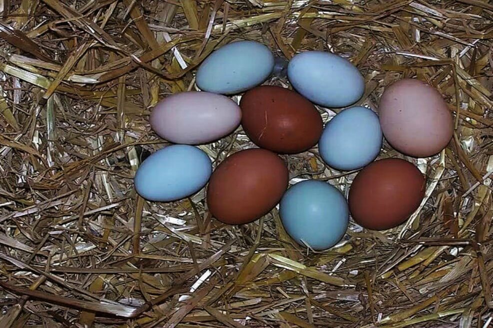 Hacen análisis genético a las gallinas criollas para rastrear su verdadero origen