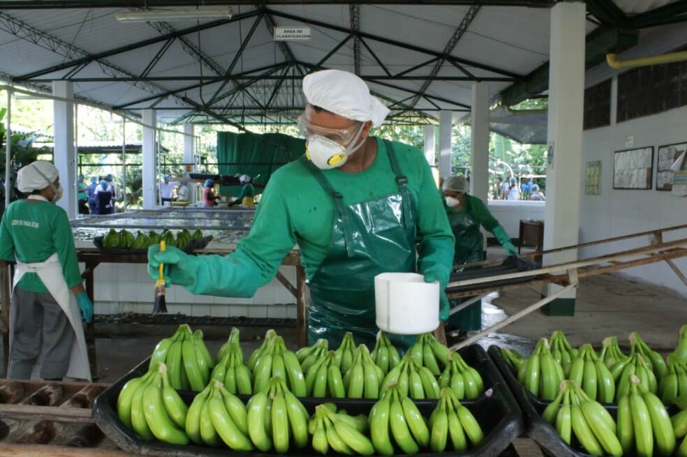 Este es el protocolo para manejo del coronavirus en las cadenas de producción de alimentos