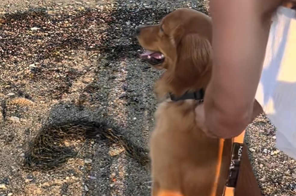 El primer paseo a la playa de Bodhi estuvo lleno de energía y momentos inesperados.
