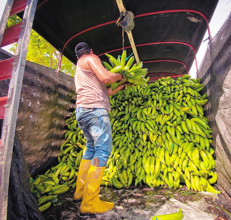 Arauca: la estrella en la producción de plátano