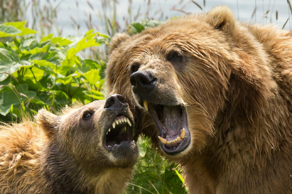 El oso pardo, mejor depredador de lo que se pensaba