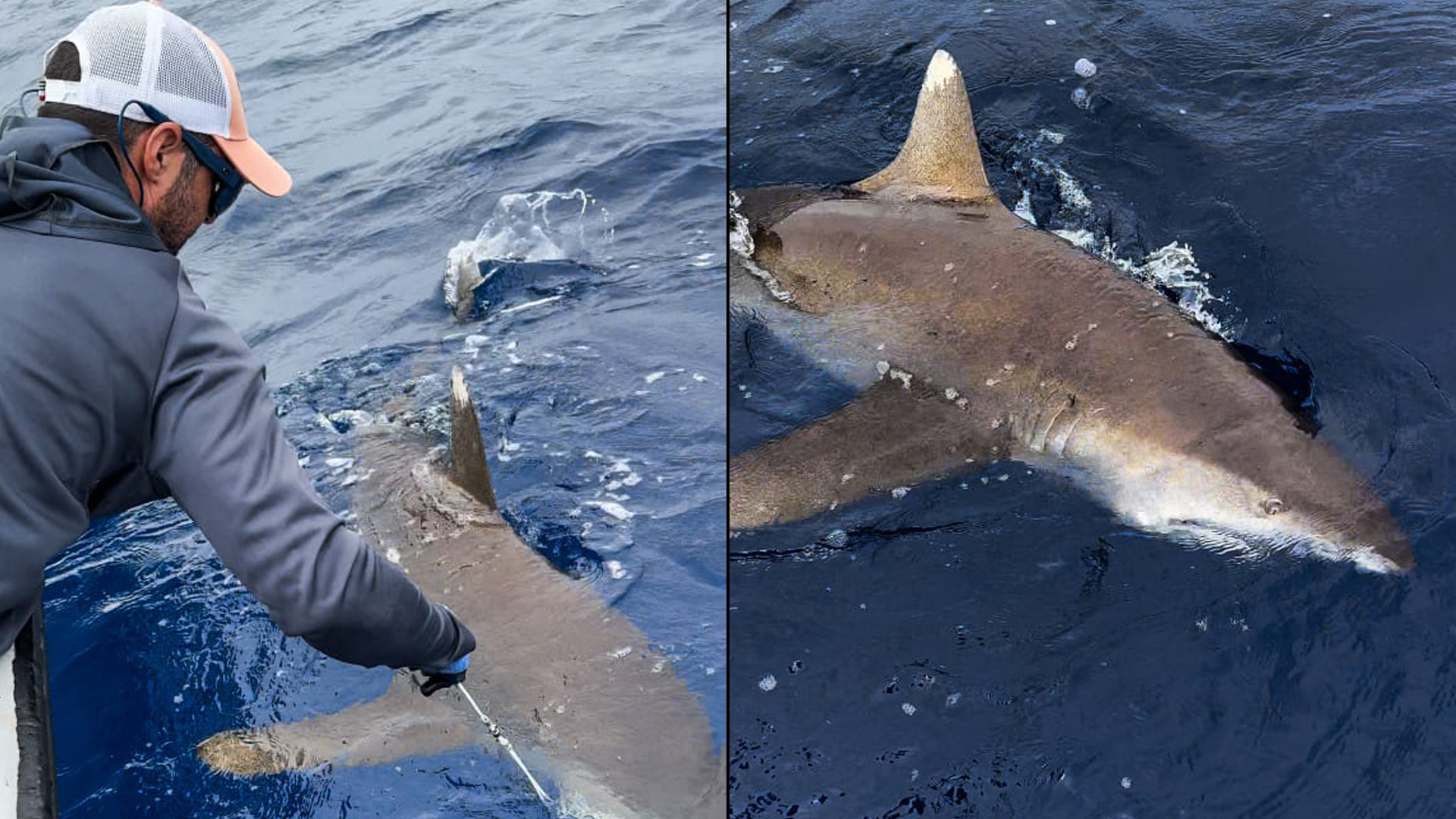 Marcan tiburón en amenaza crítica en el archipiélago de San Andrés y Providencia