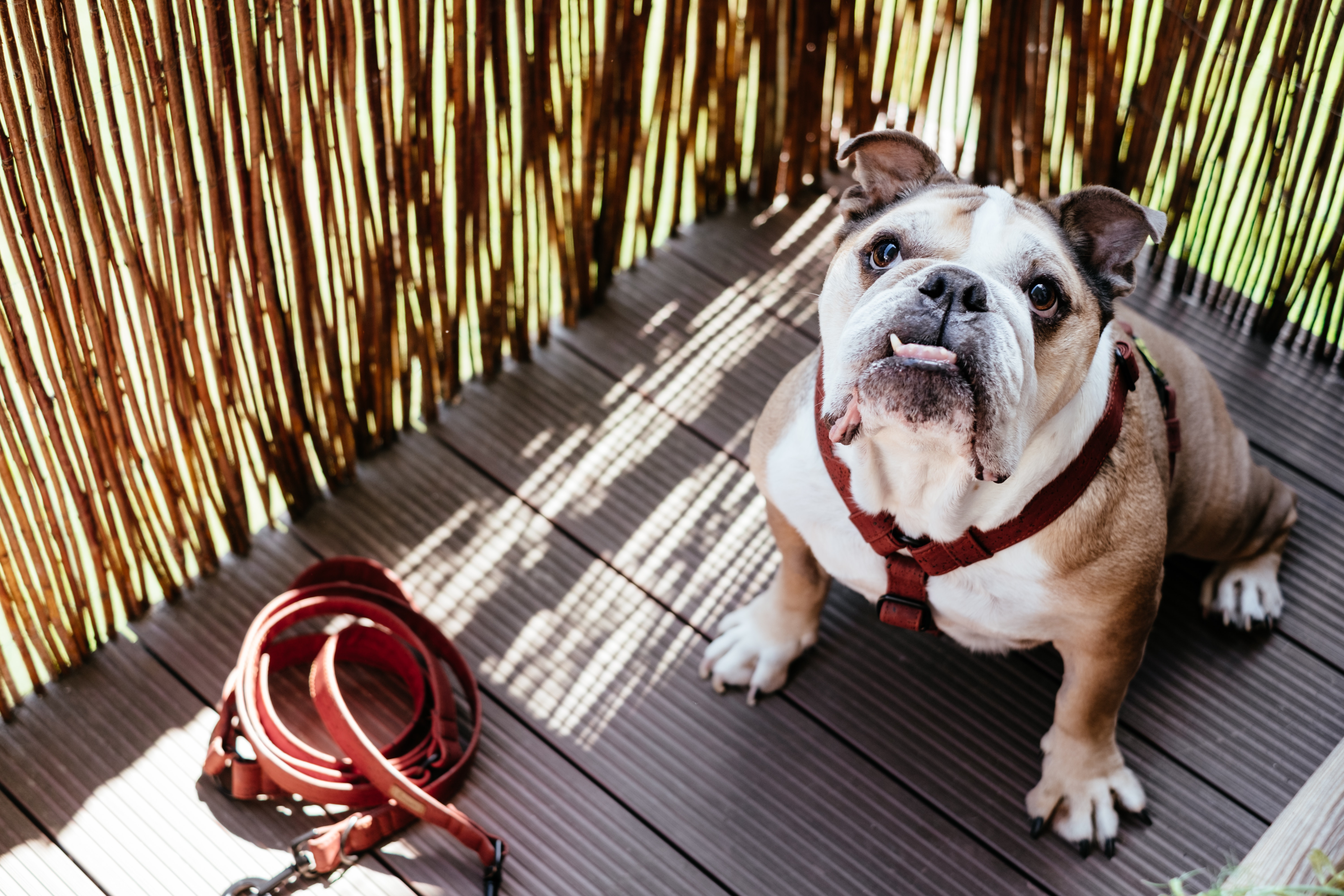 Bulldog inglés: características y personalidad de esta raza de perros