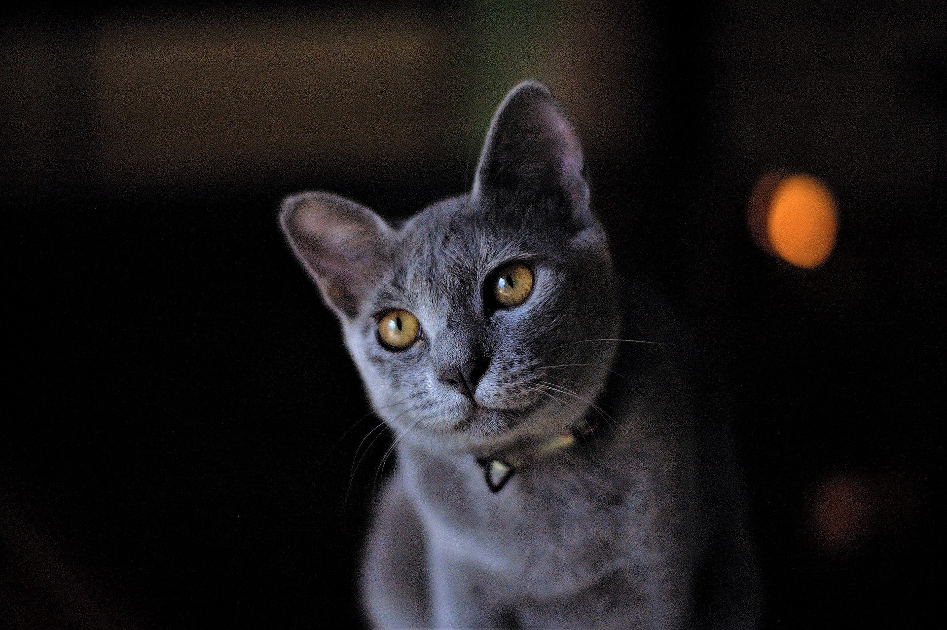 Esta raza de gato es una de las más inteligentes y afectuosas del mundo.