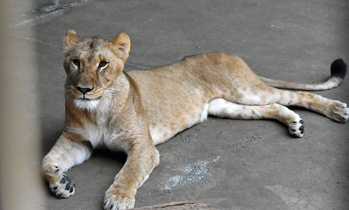 Tres leonas mueren en un zoológico de Tokio, en medio de la ola de calor que atraviesa Japón