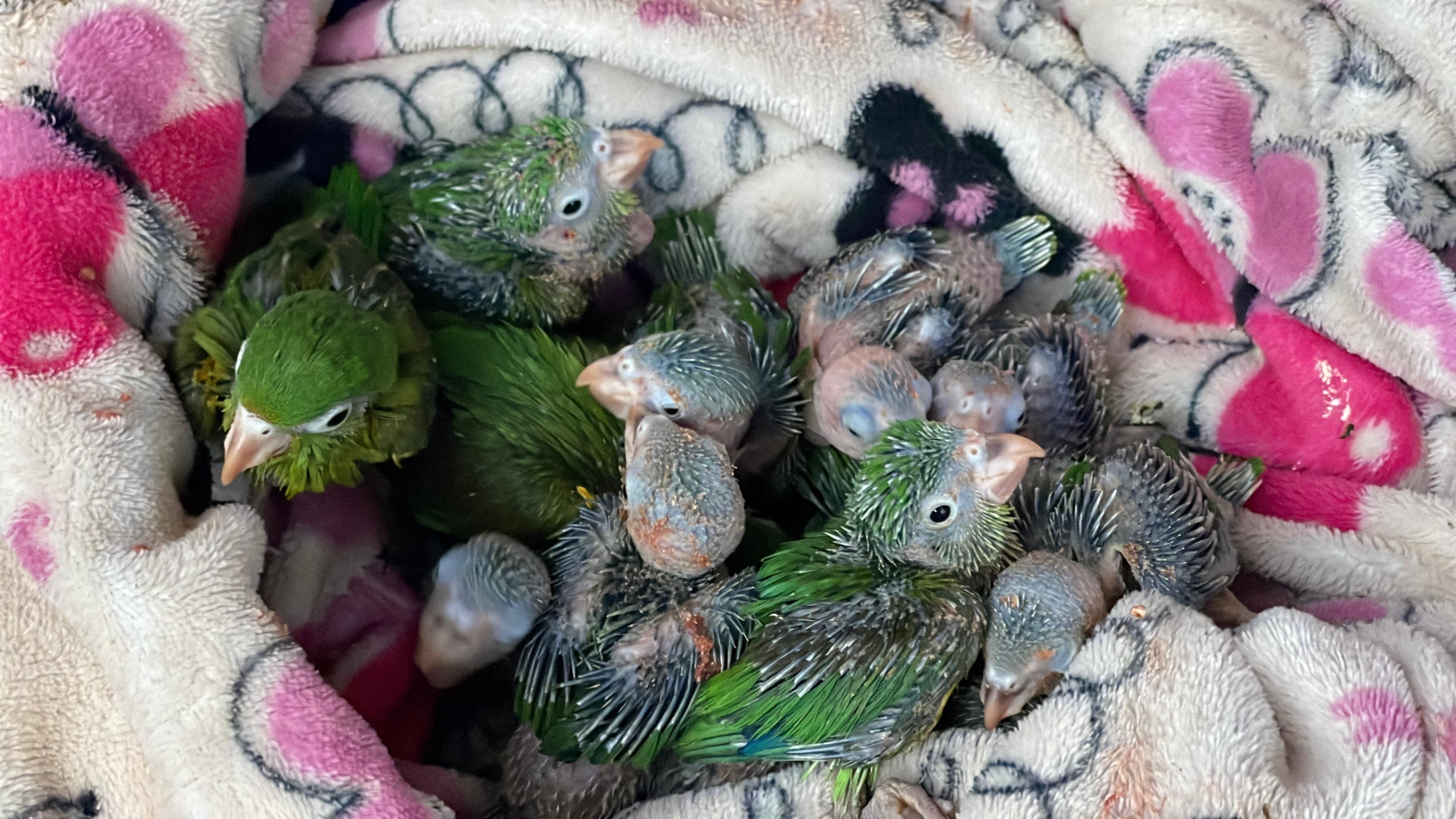 ¿Hasta cuándo? Rescatan 55 aves y un perezoso en nuevo caso de tráfico en Cundinamarca