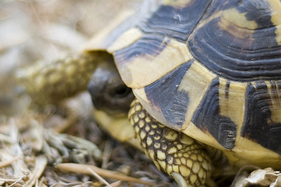 Efecto tortuga: cuando el pene se encoge por el frío