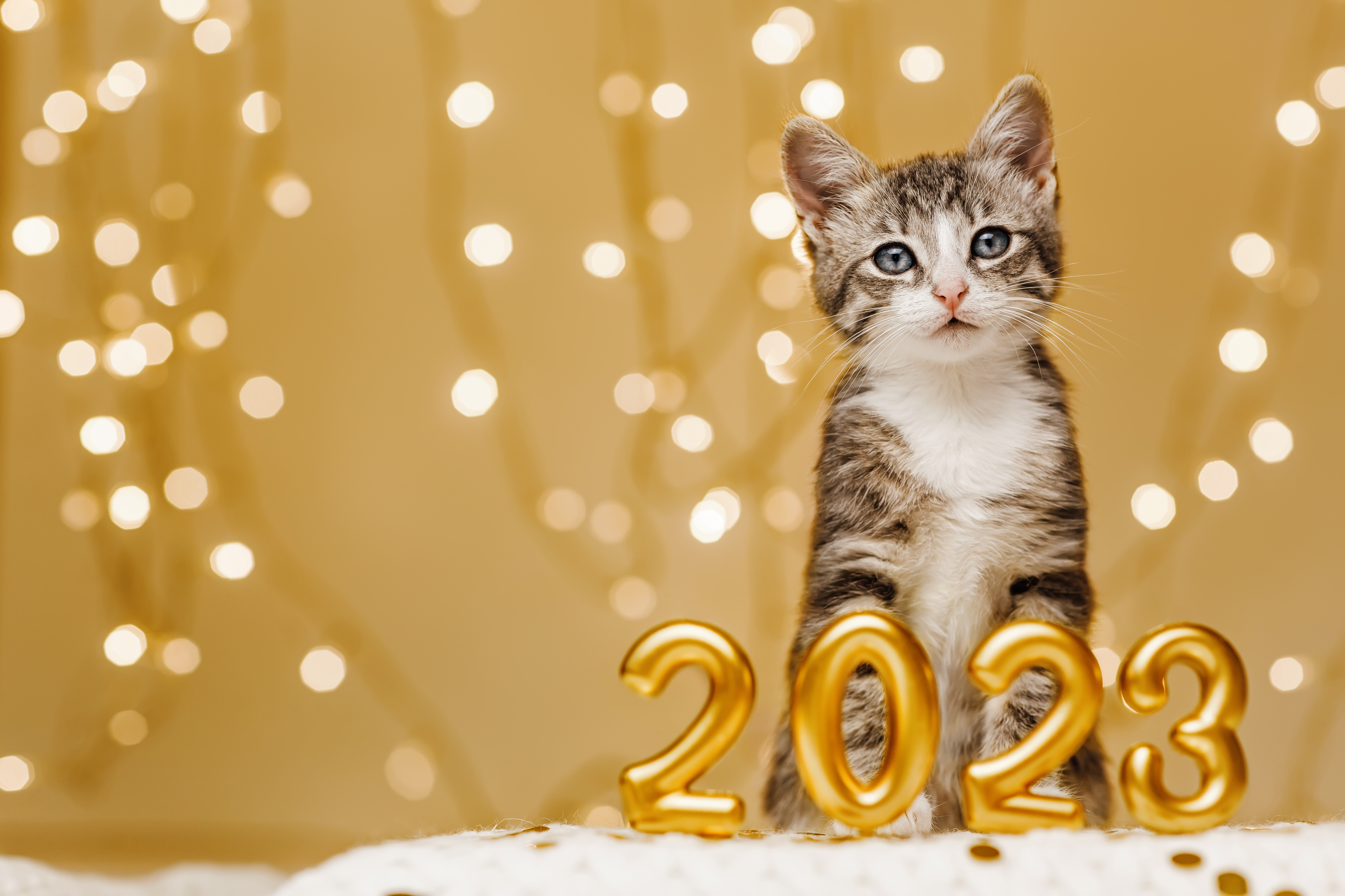 Doce propósitos de Año Nuevo con su mascota