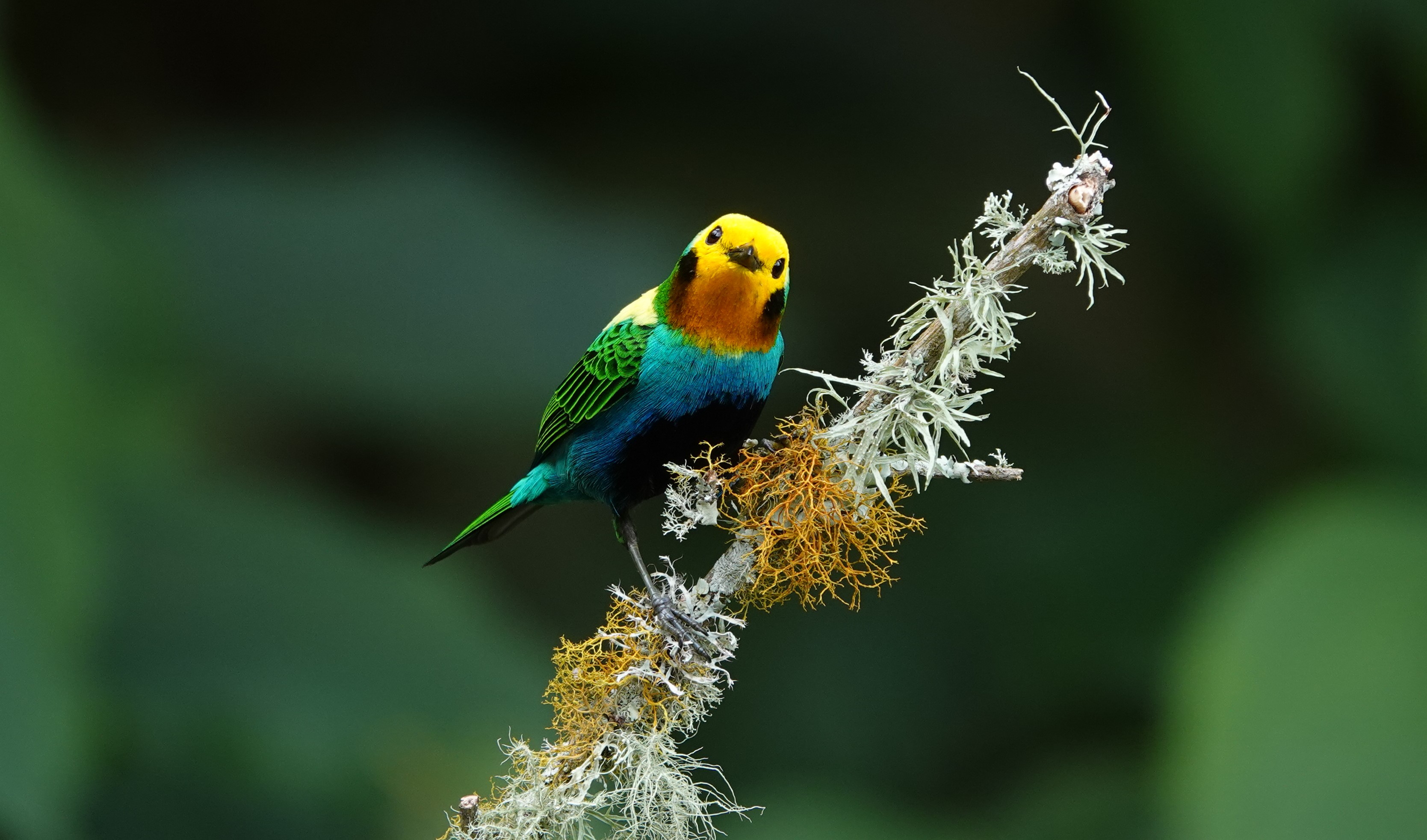 Llegó la jornada de avistamiento de aves más grande del mundo: ¿cómo participar bien?