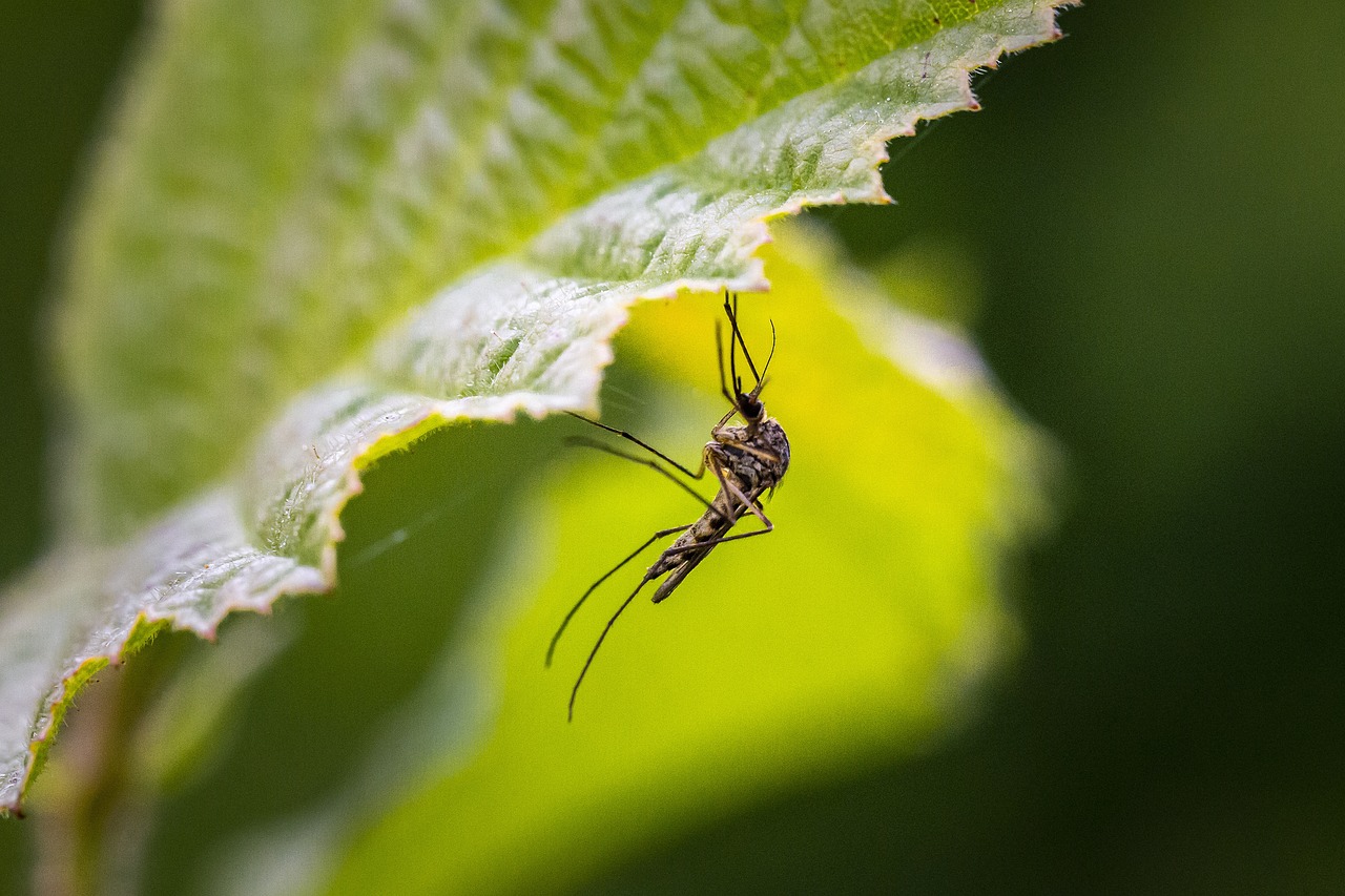 ¿Plantas para espantar a los mosquitos? Se le tienen: estas son algunas ideas