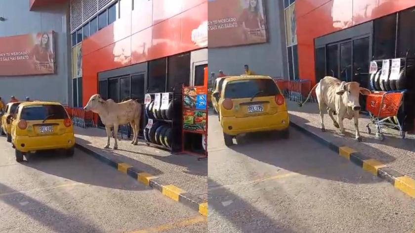 (Video) Vaca causó caos en Sincelejo: se metió a comercios y detuvo el tráfico