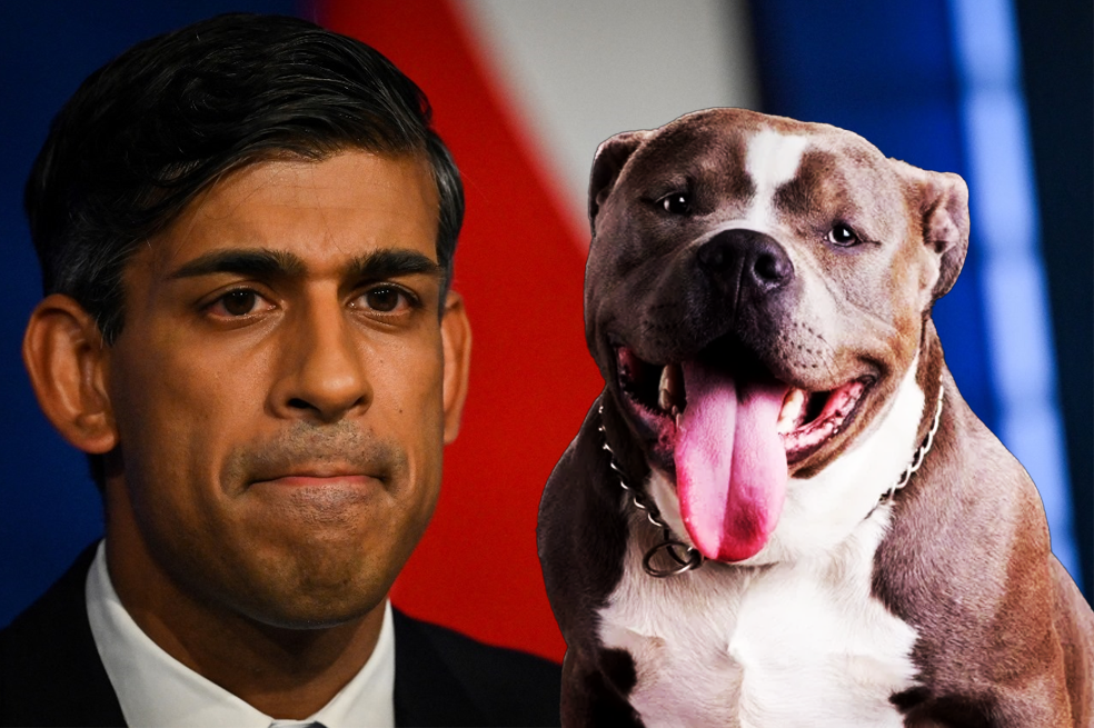 Prohibición de los American Bully XL: el ABC de lo que está pasando en Reino Unido