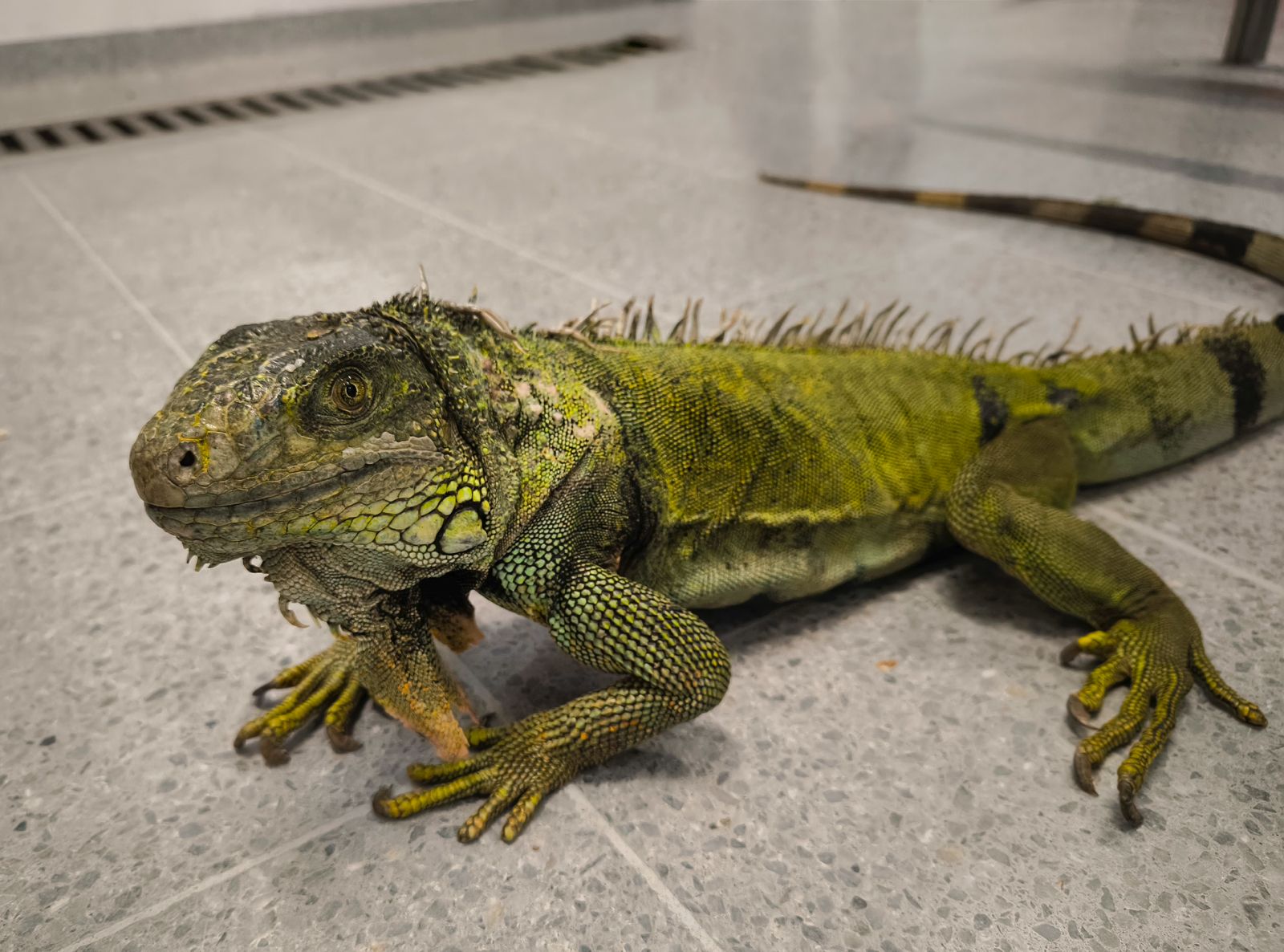 El sufrimiento de una iguana y tres tortugas luego de vivir 25 años como mascotas