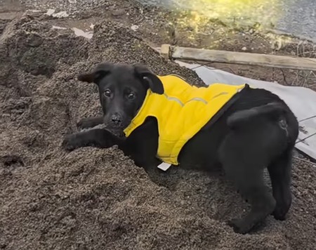 Perrito callejero fue adoptado por un constructor y ahora es el “supervisor de obras”