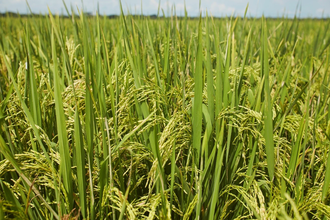 El mercado global del arroz muestra abundantes existencias y valores en descenso. Fedearroz 2025