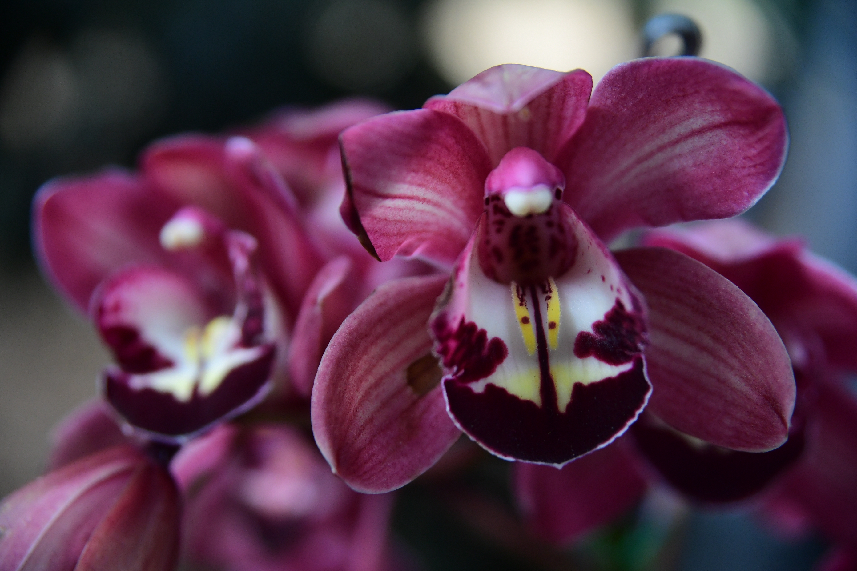 Exposición de orquídeas y otros aspectos