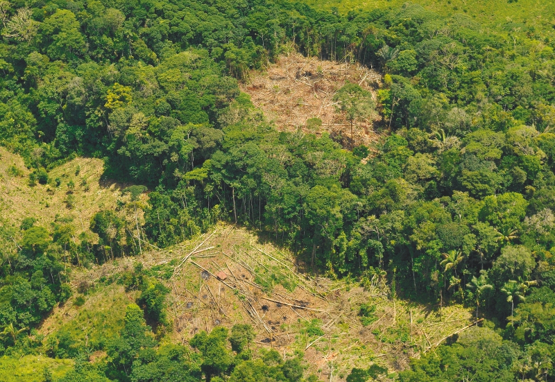 Reforestando en el lugar equivocado