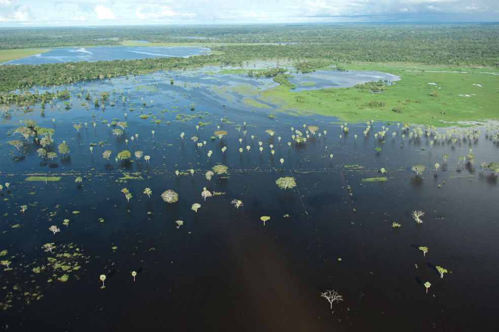 En la Amazonía hay tres veces más árboles de los que pensábamos