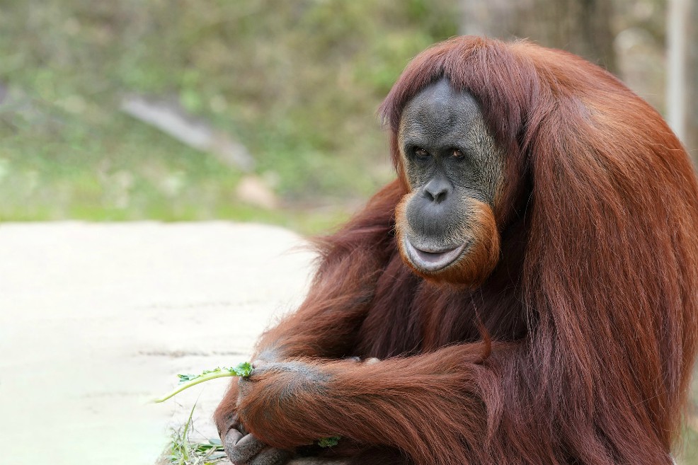El orangután sigue en peligro: ha desaparecido el 25% de su población en los últimos 10 años