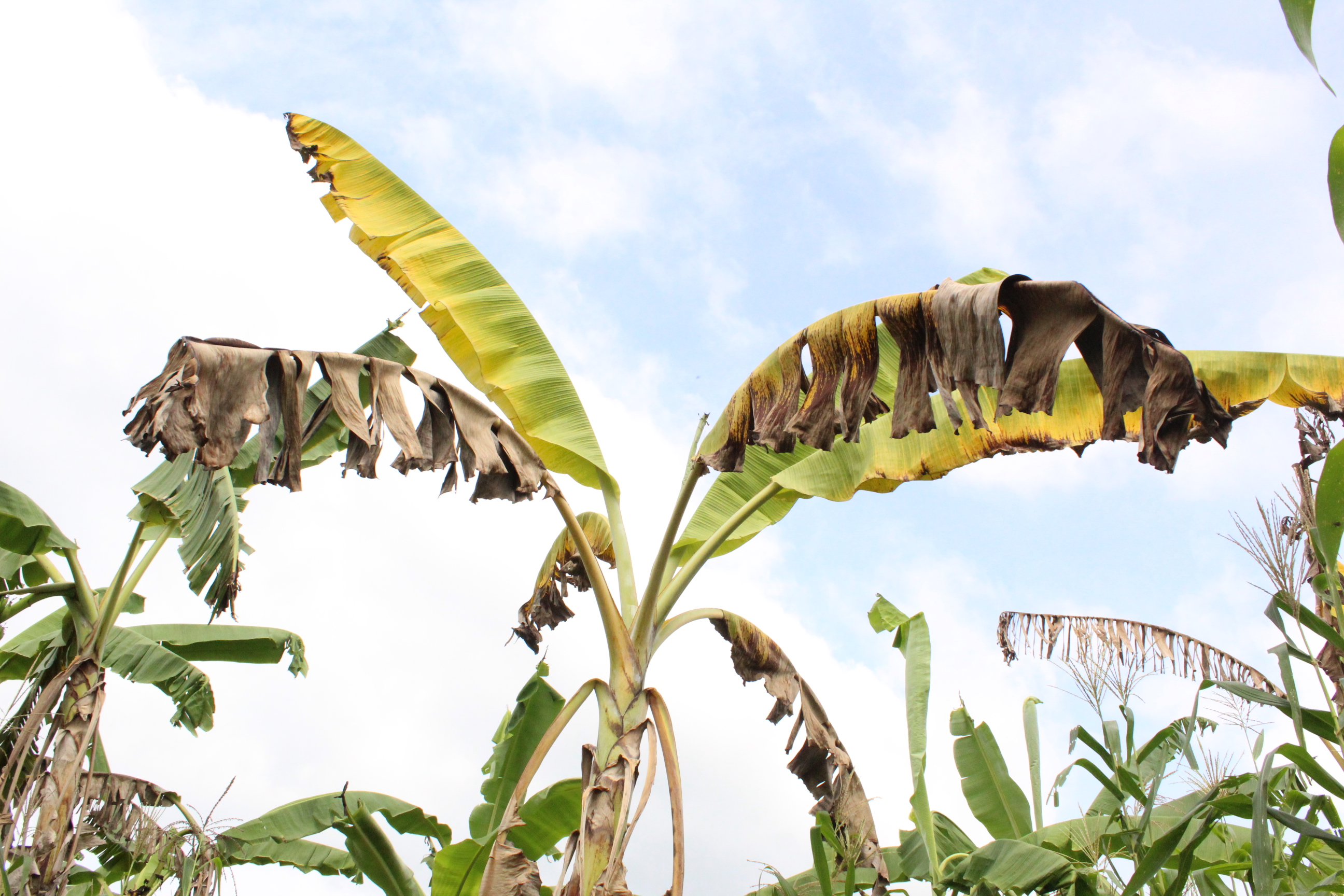 Así luce una planta de banano en un grado extremo de marchitez por Fusarium.Valeria CortésEl Cavendish no ha sido igual de resistente ante el Foc RT4, una cepa más virulenta y agresiva que puede permanecer en el suelo hasta 30 años y cuyos síntomas se hacen visibles entre 5 y 8 meses después de que la planta fue atacada.
