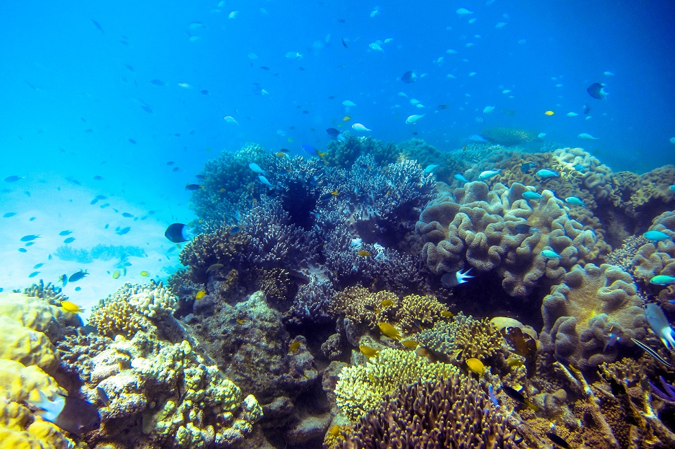 Las corvinas son los peces más ruidosos al tener sexo
