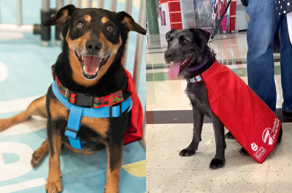 Perros con capa buscan familia en salas de cine de Medellín: adopte un superhéroe