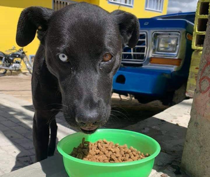 Buscan voluntarios para ayudar a más de 900 animales este Halloween en Bogotá