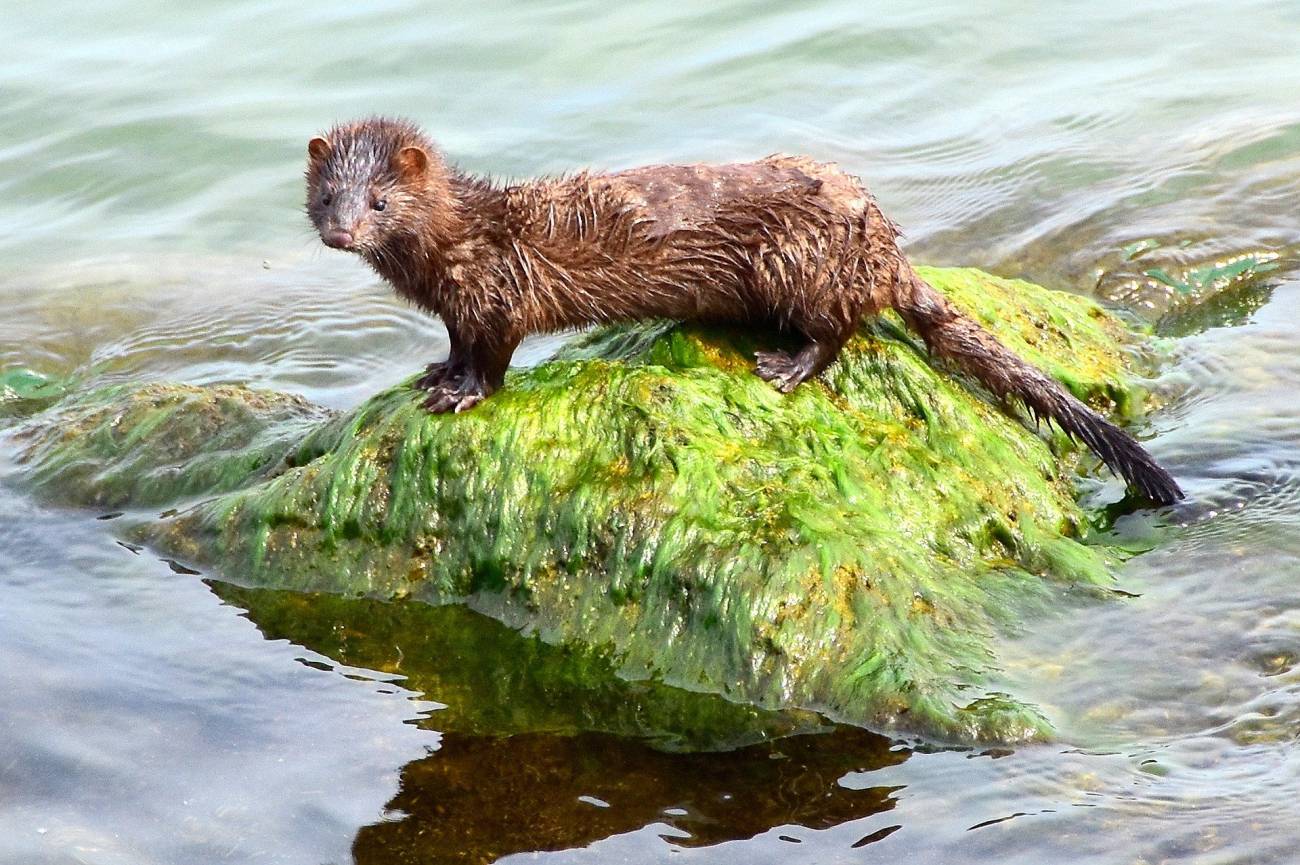 Detectan el primer caso de coronavirus en un animal silvestre