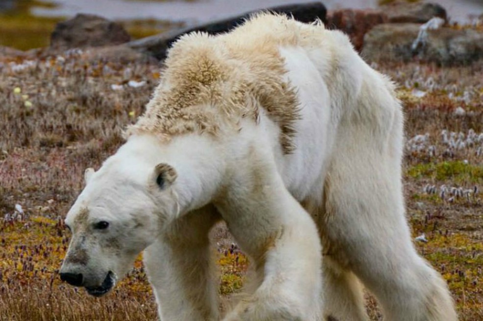 El famélico oso polar, una de las imágenes más desgarradoras que deja el cambio climático