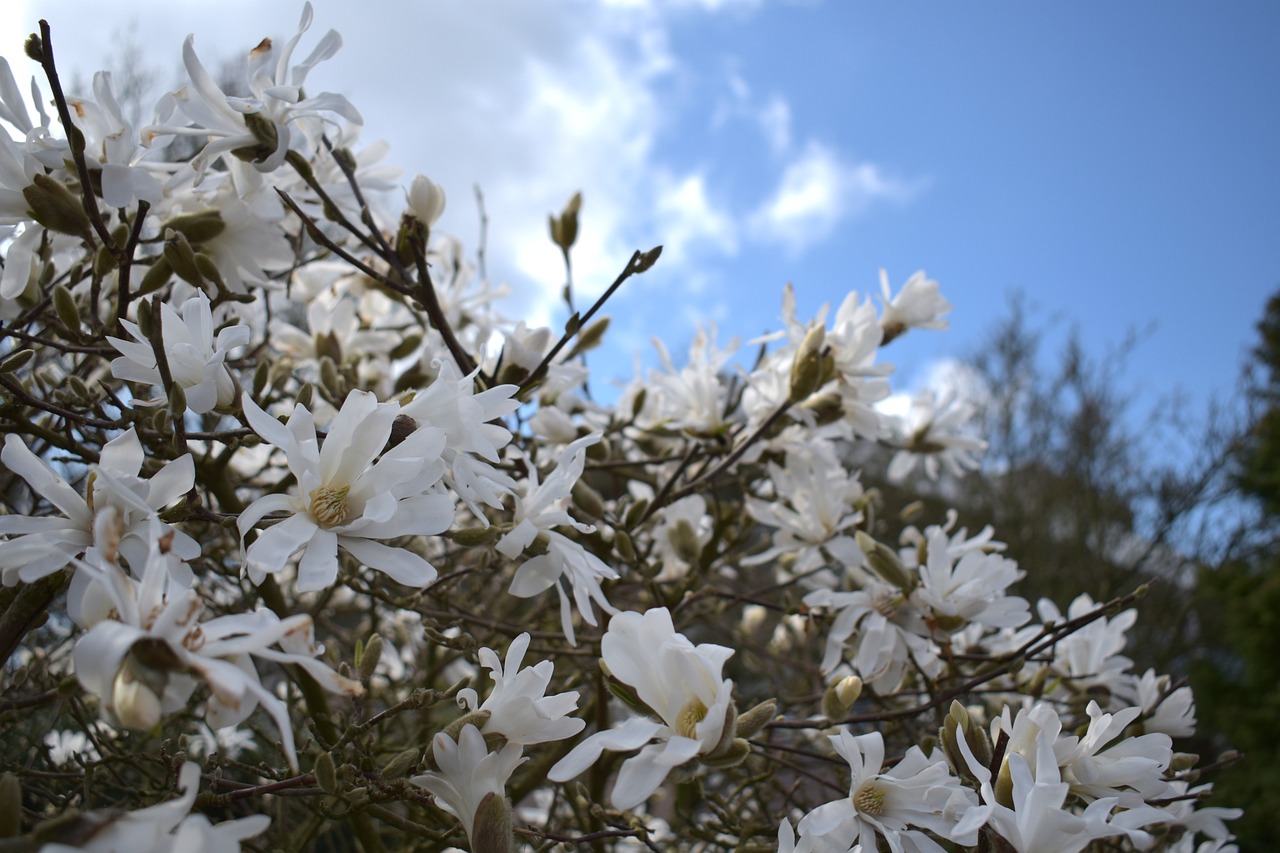 Magnolias