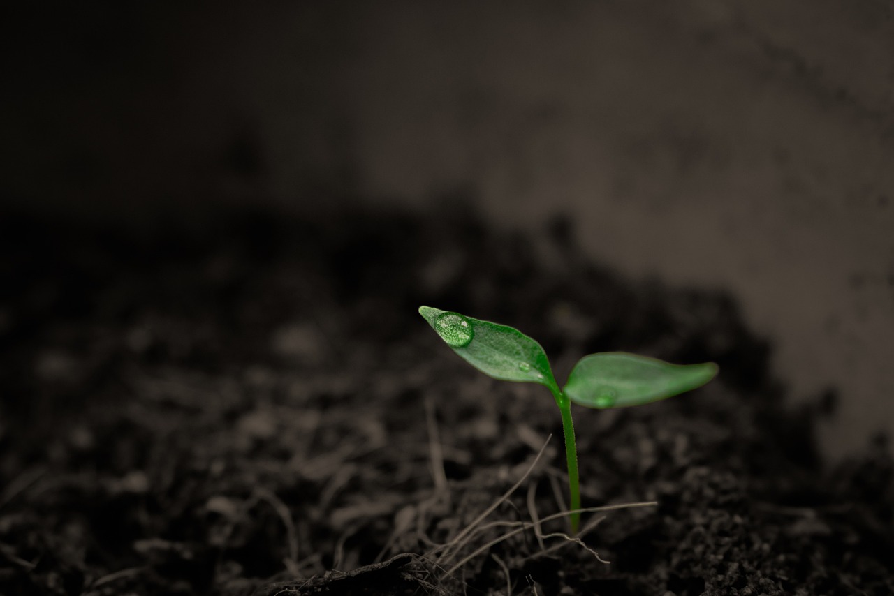 Trucos y consejos para que las plantas crezcan más rápido