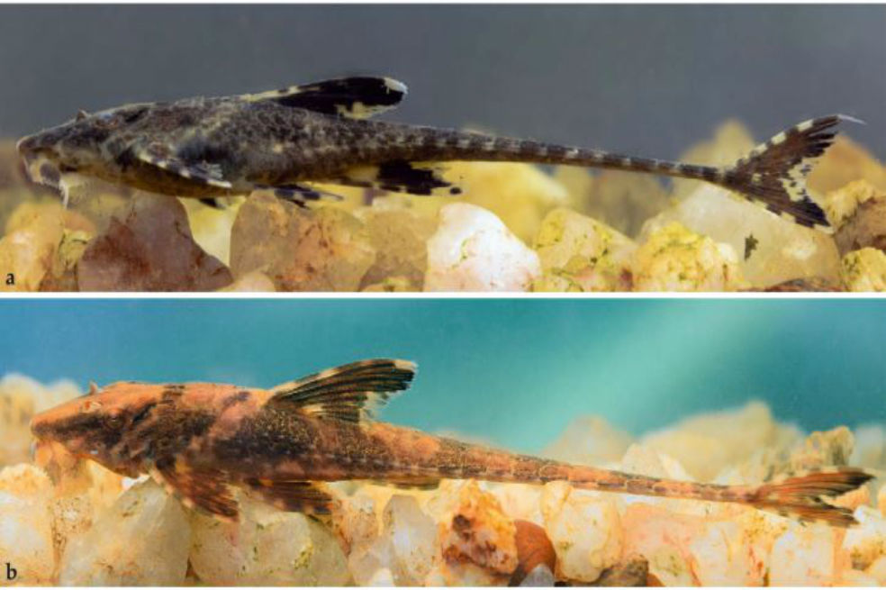 Descubren una nueva especie para la ciencia en el Alto Vaupés y Guaviare