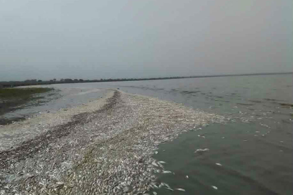 Mortandad de peces en Puebloviejo, Magdalena