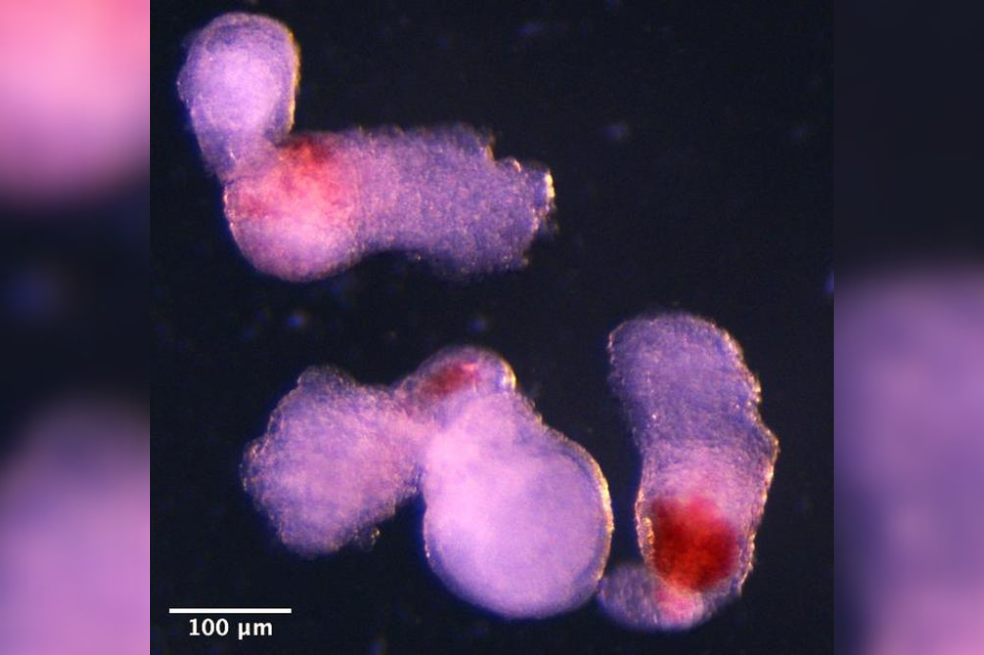 El equipo observó la aparición de estructuras tridimensionales similares a embriones bajo el microscopio en el laboratorio. Estas comenzaron a producir sangre (que se ve aquí en rojo) después de aproximadamente dos semanas de desarrollo, imitando el proceso de desarrollo de los embriones humanos.