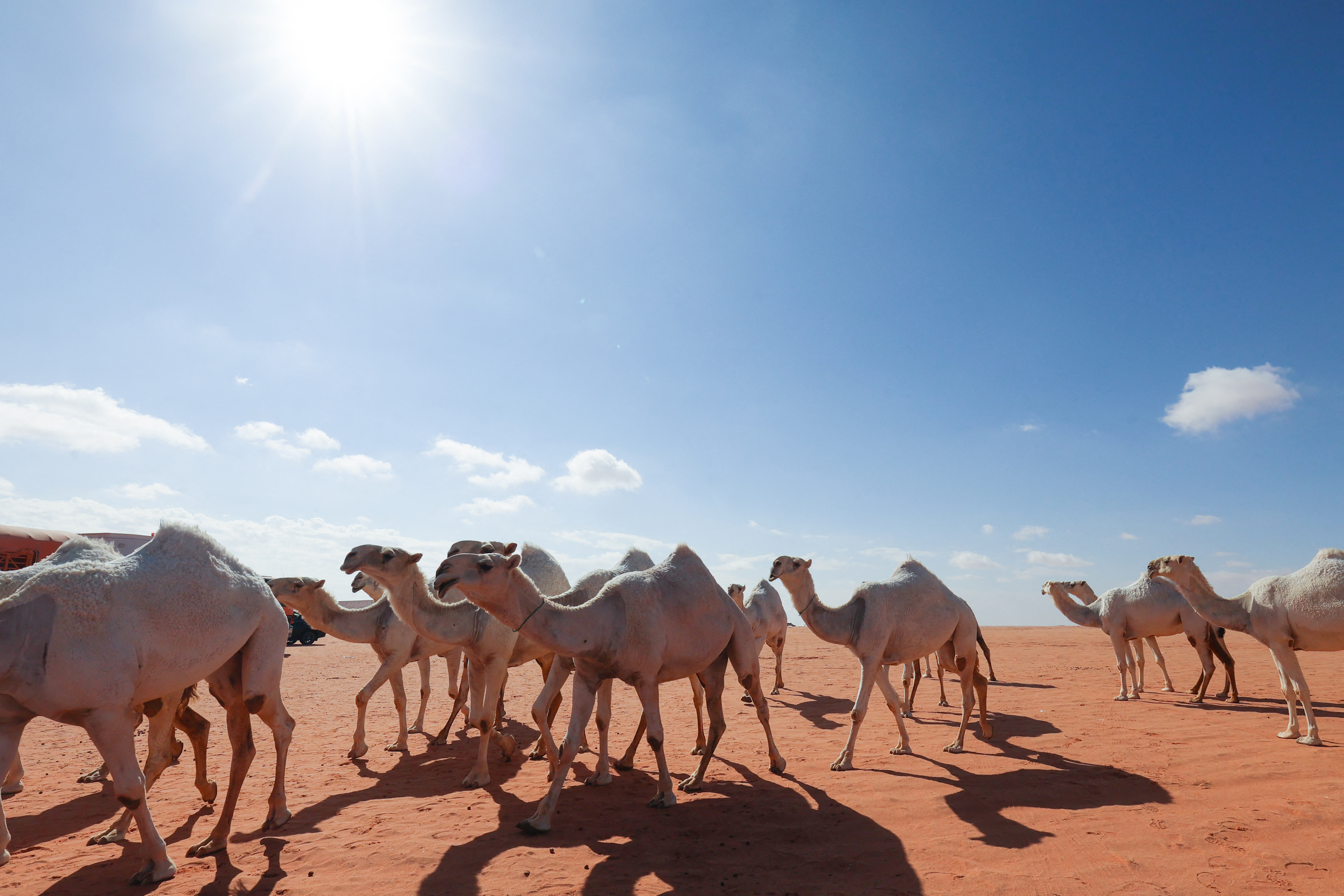 Saudi herder Mansour al-Qatula is pictured next to his animals during the annual King Abdulaziz Camel Festival in Rumah desert, northeast of the Saudi capital Riyadh, on January 10, 2023. - Qatula uses a mode of communication with camels, known as Alheda'a which was recently inscribed on UNESCO's list of intangible cultural heritage, highlighting the deep traditional connection between camels and inhabitants of the Arabian Peninsula. (Photo by Fayez Nureldine / AFP)