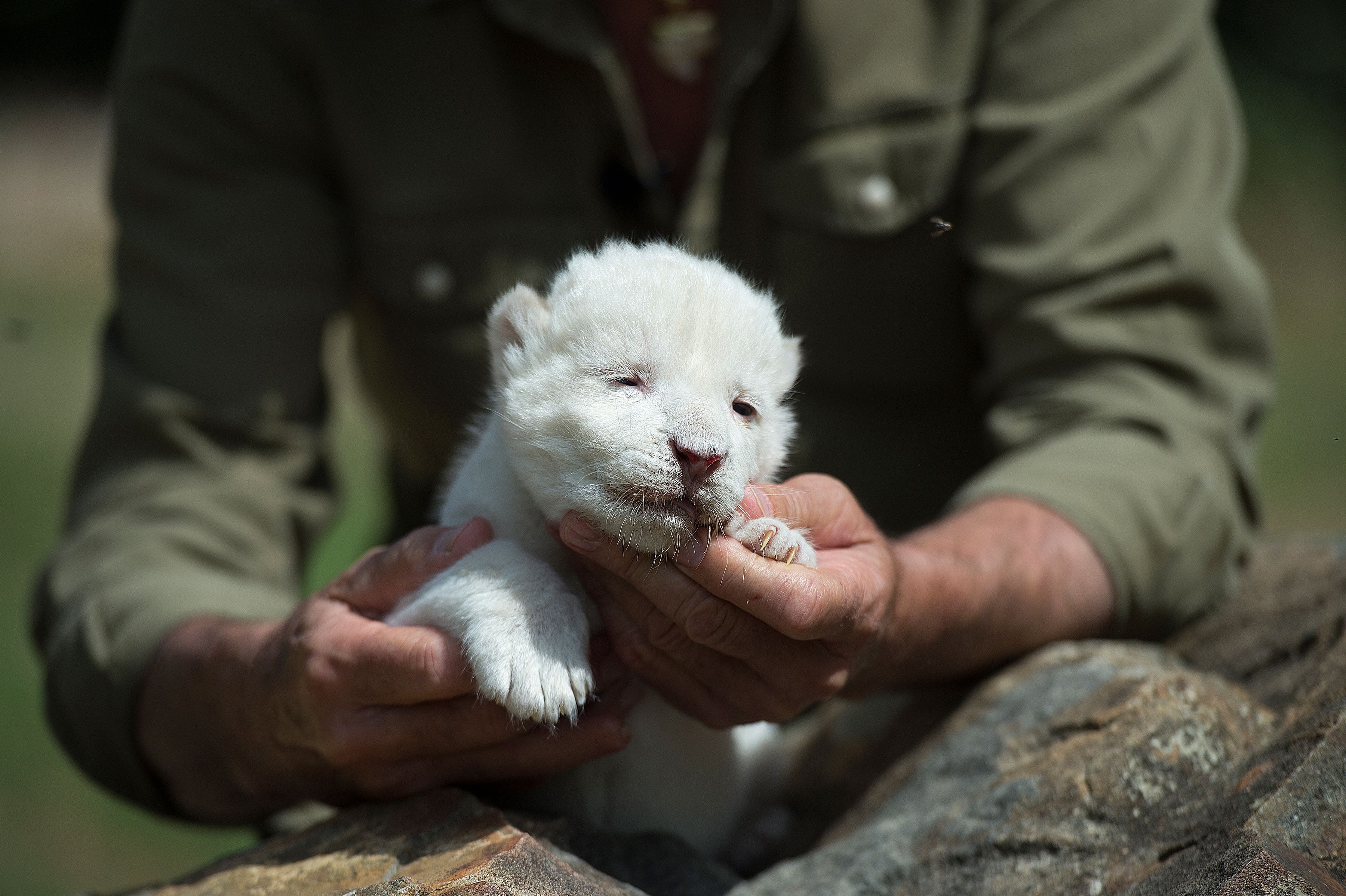 El director del zoológico Juan Luis Malpartida presenta a White King, un león blanco nacido en la reserva Guillena en Sevilla.