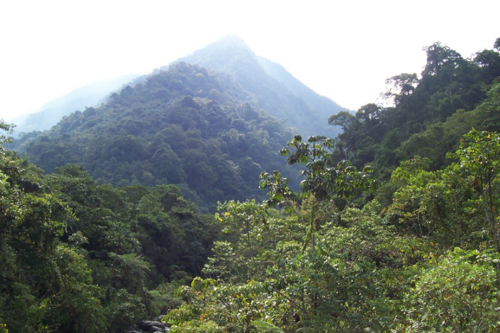 Más de 1.400 hectáreas del Valle del Cauca, declaradas como área protegida