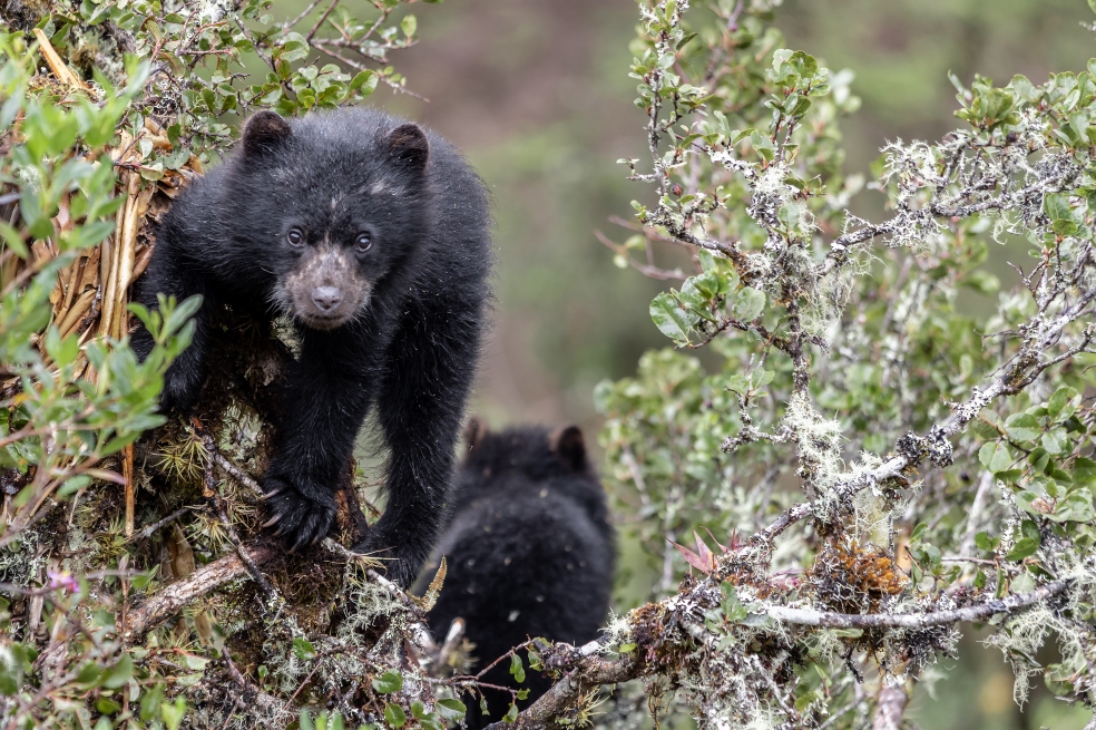 Experiencia: las huellas del oso en el Parque Nacional Natural Chingaza