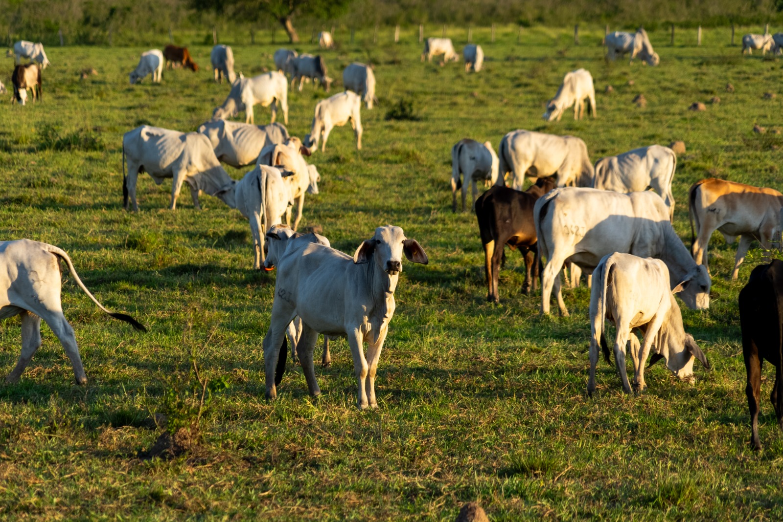 Volver 400 años en la historia y otras alternativas para un arroz más sostenible