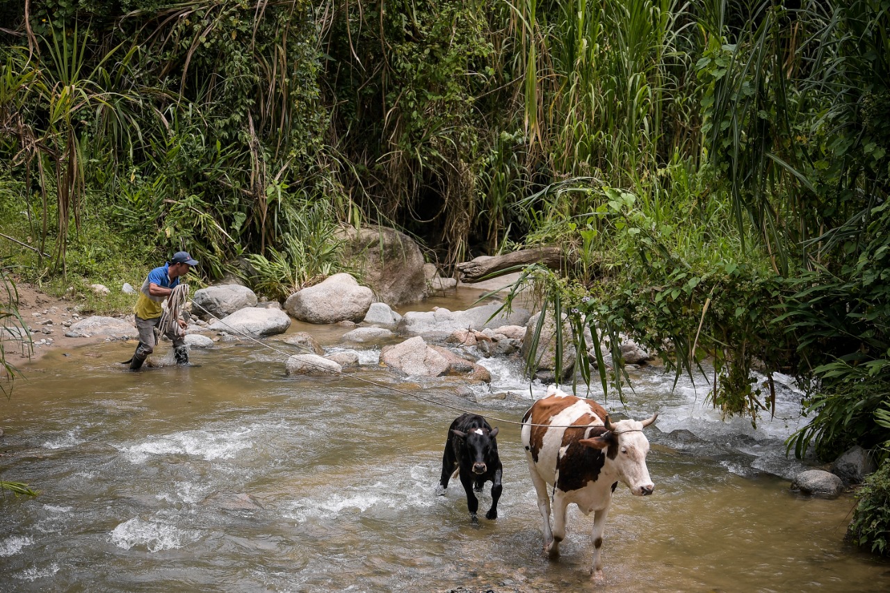 El río Riomanso es para los habitantes un ecosistema fundamental para la agricultura, la vida, el ganado, el transporte y la recreación.