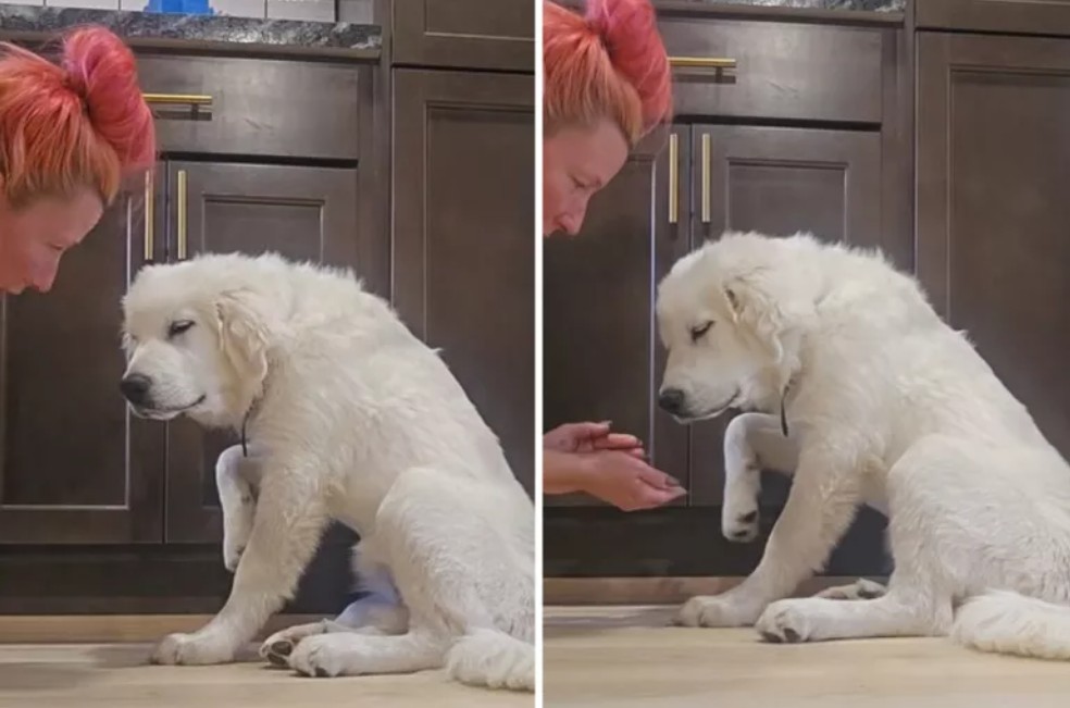 Así fue la increíble actuación de una perrita para llamar la atención de su dueña