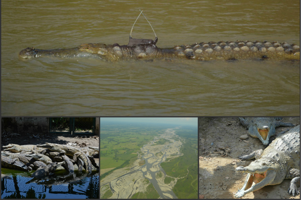 Los cocodrilos con los que se busca salvar de la extinción al “caimán llanero”
