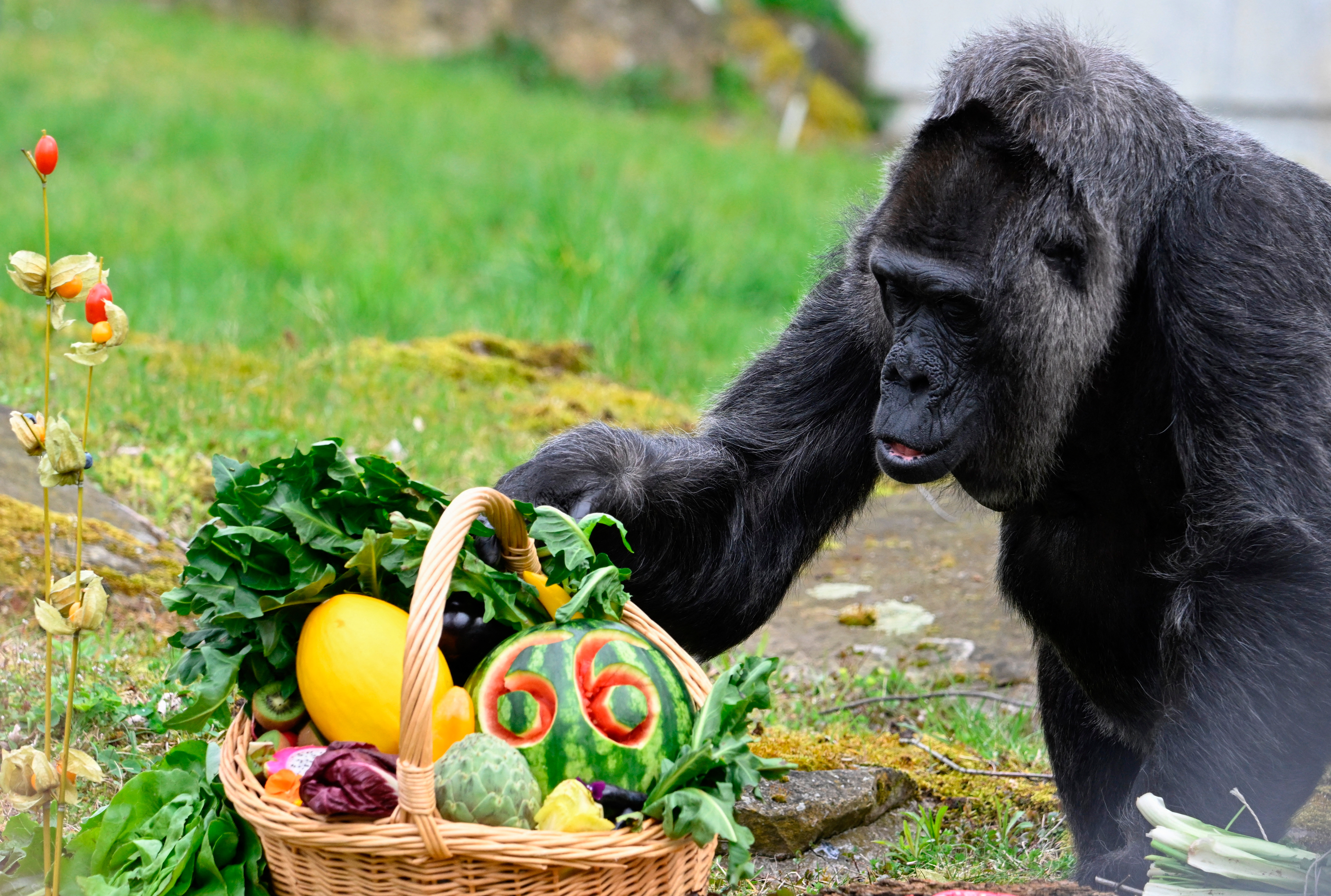 La gorila más vieja del mundo cumple 66 años en el zoo de Berlín