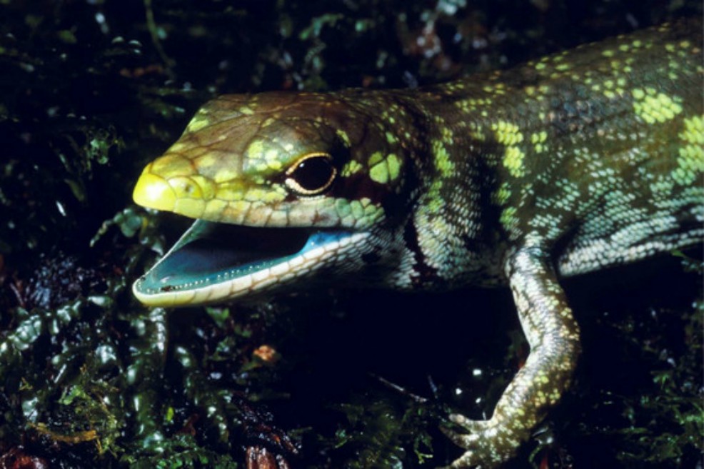 El misterio sin resolver de la sangre verde de algunos reptiles